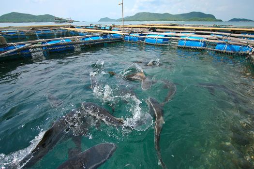 The coop for feeding fish in the sea - Thailand