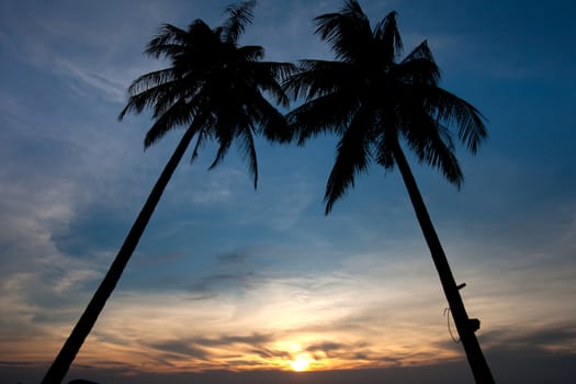 Twin Palm tree sunset on tropical beach