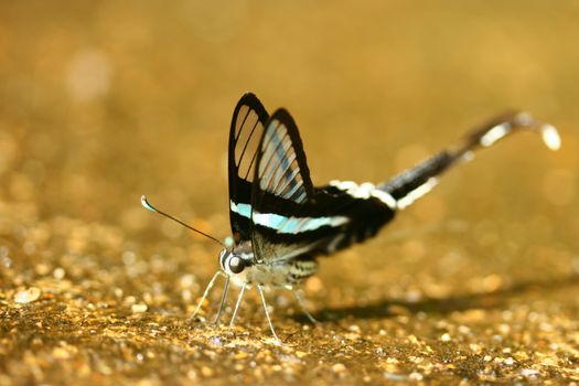 The Glass Wing Butterfly