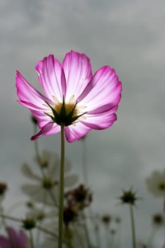 pink cosmos flower glow