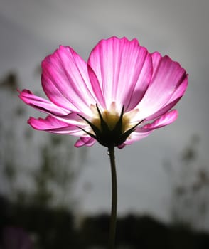 pink cosmos flower glow