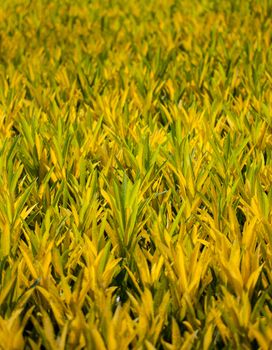 yellow croton plant