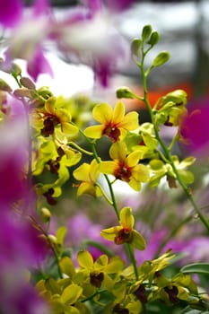 yellow orchid flowers in garden