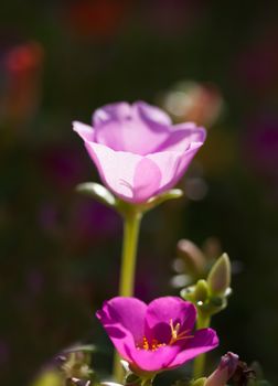 Pink Portulaca or Little Hogweed flowers