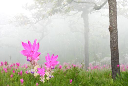 Curcuma alismatifolia