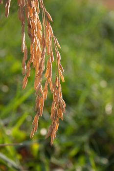 Rice spike in rice field