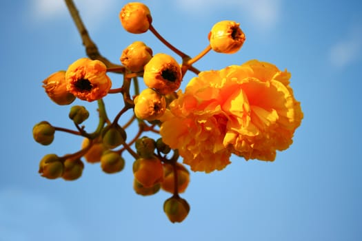 Yellow silk cotton flowers on blue sky