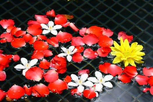 rose and jasmine petals on water