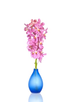 Pink orchid flowers in vases isolated on white