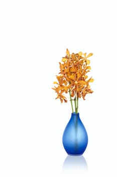 Yellow orchid flowers in vases isolated on white