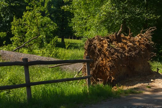 a tree lying on the ground shows its roots