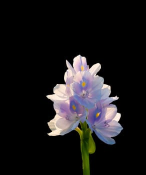 Water hyacinth flower isolated on black background