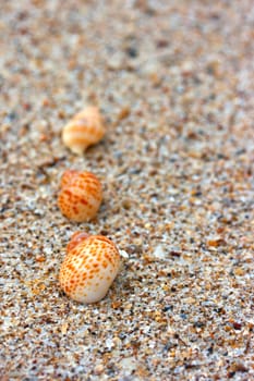 shells on the beach sand background.
