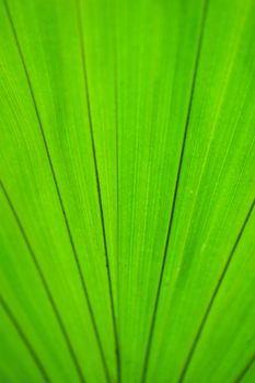 selected focus on green leaves background