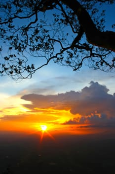 Silhouette tree on the beautiful sunset