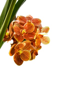 Yellow orchid on white background