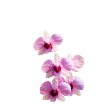 Pink orchid on white background