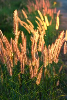 Pennisetum flower in warm sunset