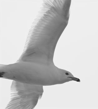 Black and white image with the flying ring-billed gull