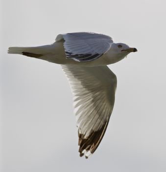 Beautiful picture with the gull flying up in the sky