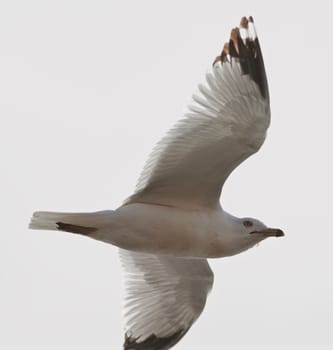 Beautiful ring-billed gull is flying in the sky