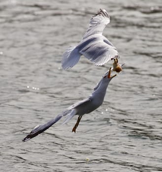 Beautiful jump of the gull for the food at the bick of another gull 