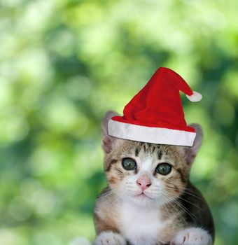 Kitten in Santa Claus xmas red hat on green bokeh background.