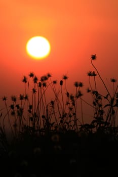 flower in sunset time