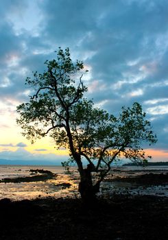 Silhouetted tree at sea sunset