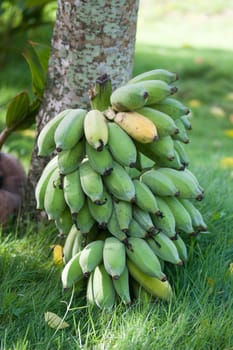 Unripe bananas in green background