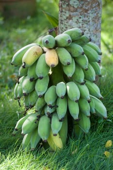 Unripe bananas in green background
