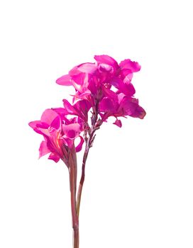 Pink bird of paradise isolated on white background