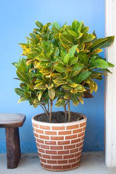 Young tree in stylish ceramic pot