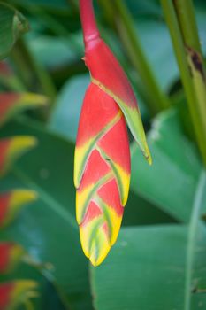 bird of paradise flower