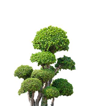 bonsai tree on white background