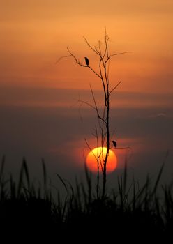 silhouette  birds on a tree at sunset