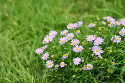 violet chamomile flower and green grass field - Some flowers Focus