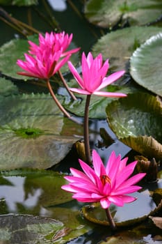 Four Pink lotus with green lotus leaves