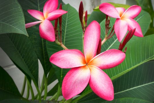 Plumeria spp. (frangipani flowers, Frangipani, Pagoda tree or Temple tree)