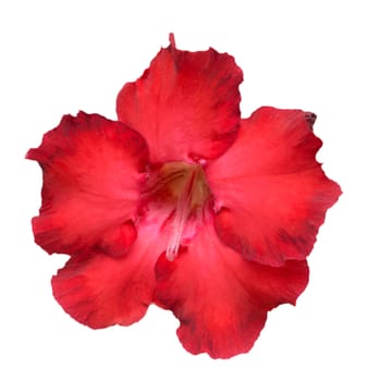 Desert Rose or Impala Lily or Mock Azalea flower isolate on white