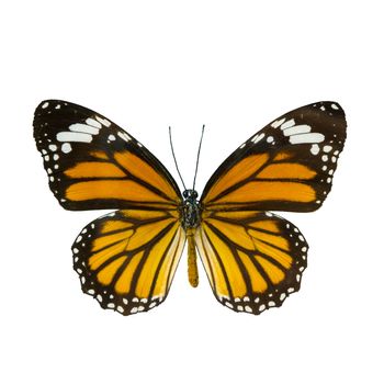 common tiger butterfly , Danaus Genutia , monarch butterfly isolated on white background