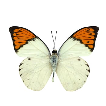 Great Orange Tip butterfly isolated on white background