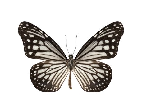 Beautiful Black and White Butterfly isolated on white background