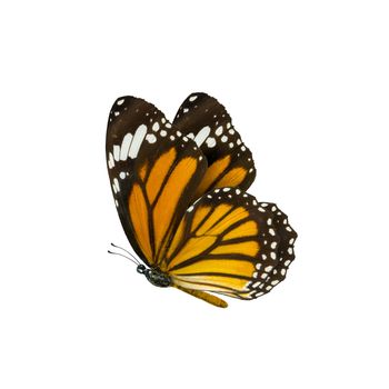 common tiger butterfly , Danaus Genutia , monarch butterfly isolated on white background