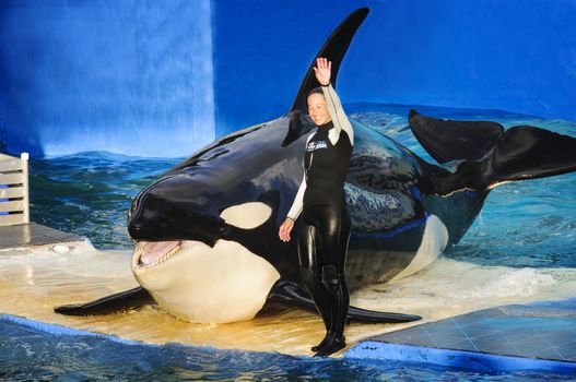 MIAMI,US - JANUARY 24,2014: Lolita,the killer whale at the Miami Seaquarium.Founded in 1955,the oldest oceanarium in the United States,the facility receives over 500,000 visitors annually 