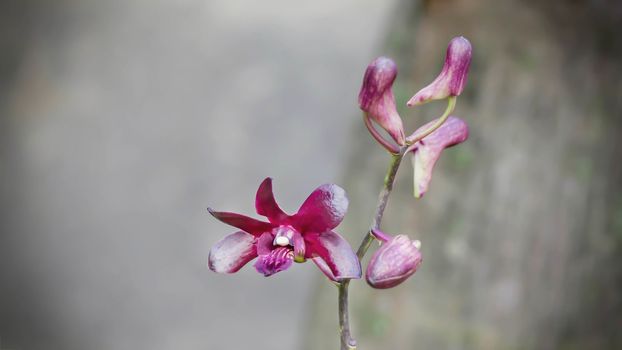 close up of dark pirple orchid in nature