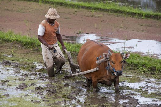 Earth international day - April 22 2016. Environment polution. Traditional farmer with bullock cart