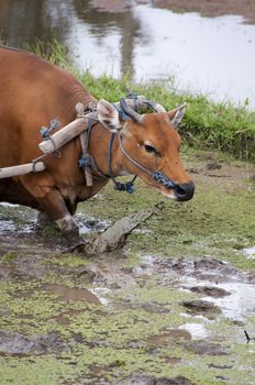 Earth international day - April 22 2016. Environment polution. Traditional farmer with bullock cart