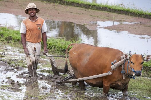 Earth international day - April 22 2016. Environment polution. Traditional farmer with bullock cart