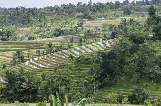 Terraced Rice Field in Bali. Organic farming. Earth international day - April 22 2016. Environmental protection planet 